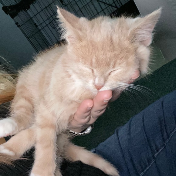 nataliecat77